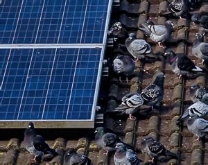 鳥死在屋頂|我家也有太陽能：借鏡日本20年經驗 鳥害首要問題在疾病傳染風。